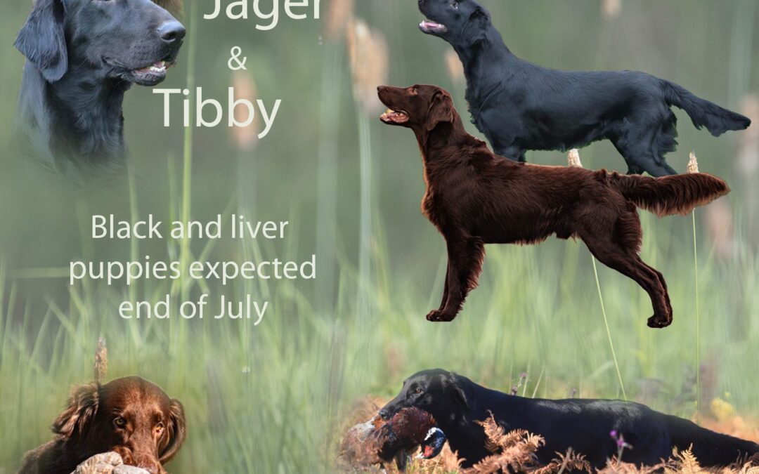 Tibby is drachtig 💕, zwarte en leverkleurige pups worden verwacht eind juli