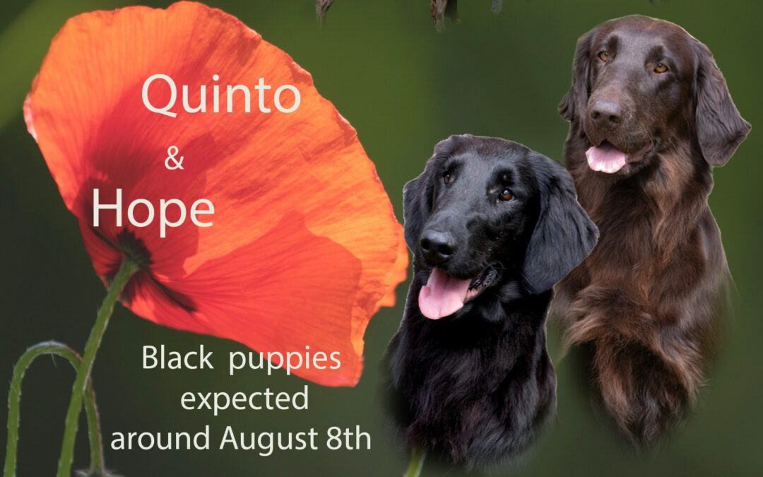 Hope is in whelp, black puppies are expected around August 8th