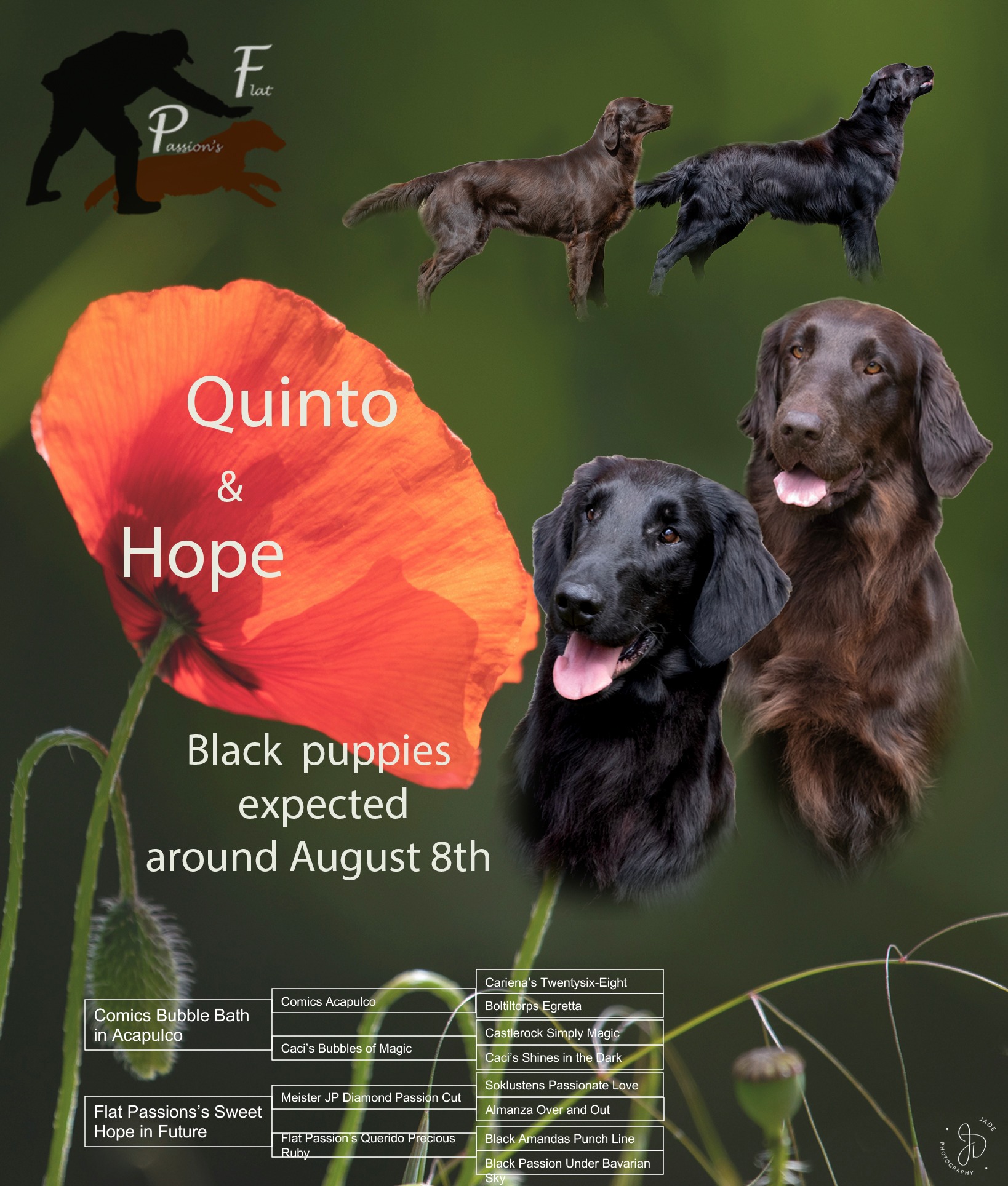 Hope is in whelp, black puppies are expected around August 8th
